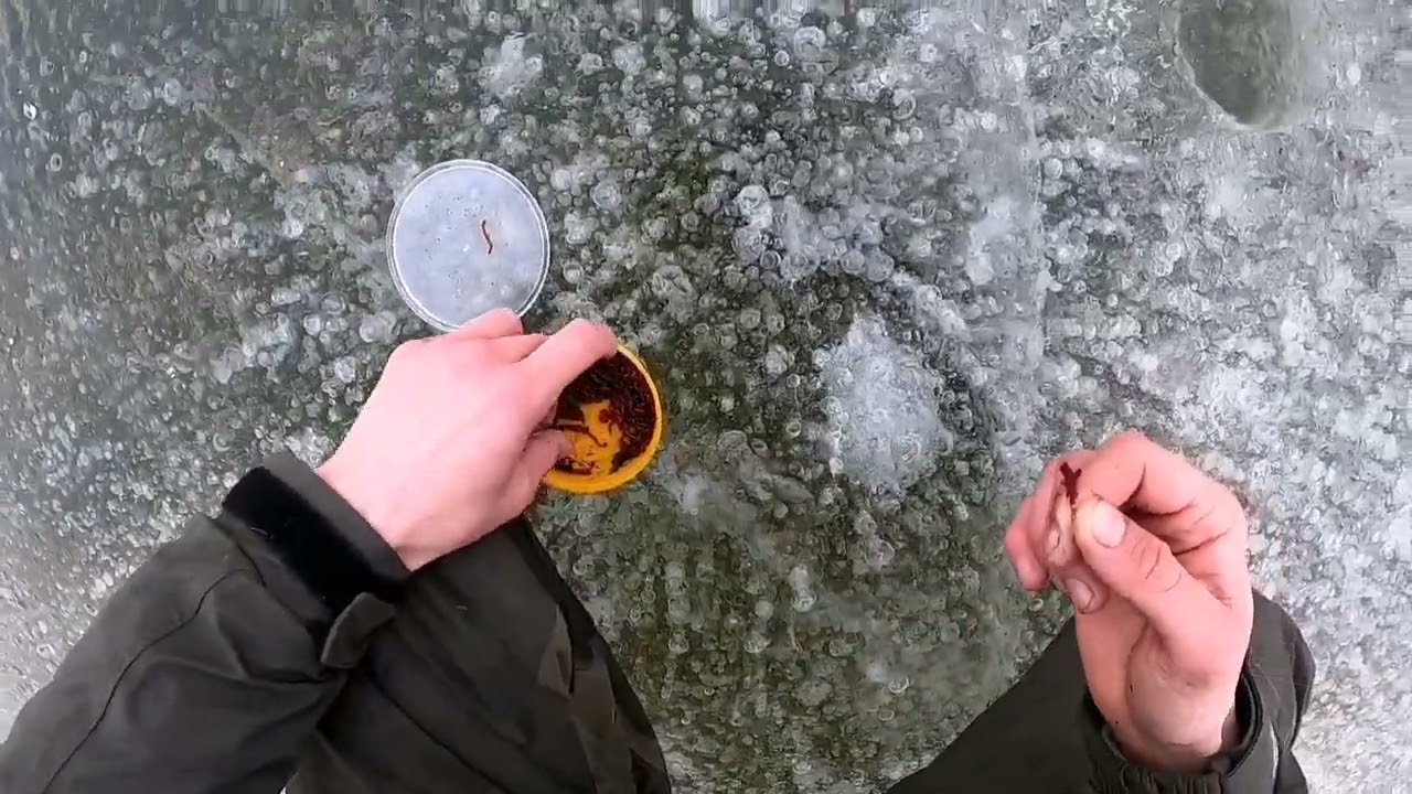 poledines zukles varzybos