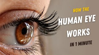 How the human eye works - simple version - in 1 minute