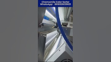 Chamomile Color Sorter#chamomile #chamomiletea #herbs #herbaltea #colorsorter WhatsApp:8618326129021