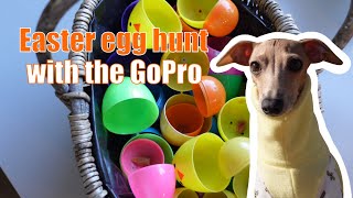 My dog has her own Easter egg hunt | Watch from her perspective