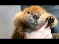 Baby beaver lost her home. This woman adopted her.