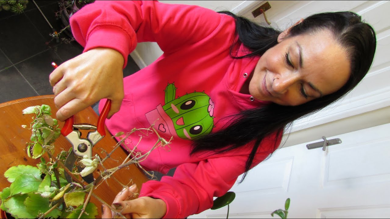 How to Prune / Deadhead Kalanchoe 'Mother of Thousands' Succulent