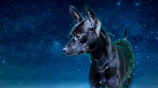 Perritos Y Gatitos Animados - Petstep