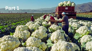 17 Most Amazing Fruit and Vegetable Harvests by Farmers   Harvesting Technology#2 Part 1