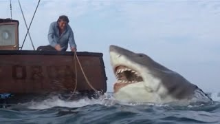 How ‘Jaws’ sparked a legacy 50 years ago that fueled shark science in San Diego | NBC 7 San Diego Wealth