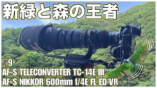 【野鳥撮影】新緑とクマタカ  AFS NIKKOR 600mm f/4E FL ED VR × TC14E III × Z9 Ver.5.00