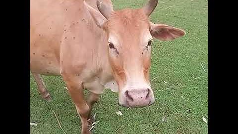 Sapi lucu | Lembu | Lembu Lucu | Suara Sapi | Sapi moo | #sapi #takurwinrimba