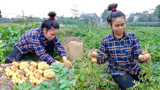 Harvesting Potatoes goes to the Market Sell - Cattle care - Green Garden care | My Free Life