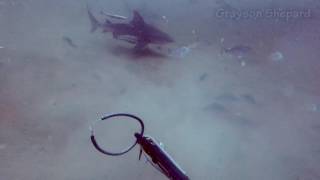 Intense Moments Spearfishing Near Sharks