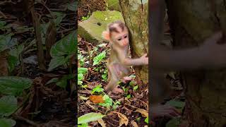 Adorable Cute Baby Monkey Learning To Climbing Tree