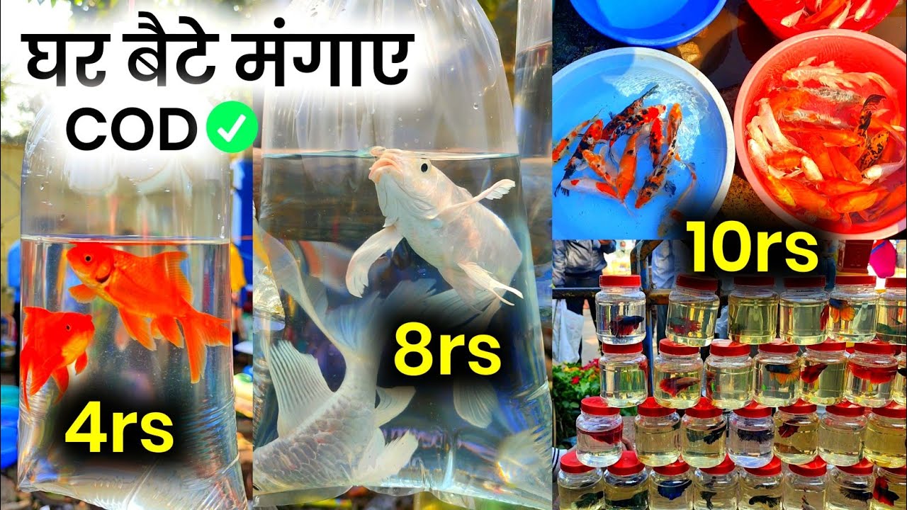 सब से सस्ता Aquarium Fish Market, Galiff Street Pet Market Kolkata Cheapest Fish Market In
