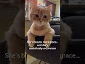 Only 1 in 5 orange cats are female… and my husband said this won’t go viral. Prove him so wrong.
