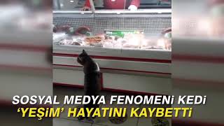Sosyal medya fenomeni kedi 'Yeşim' hayatını kaybetti Sosyal medya fenomeni kedi 'Yeşim' hayatını kaybetti
