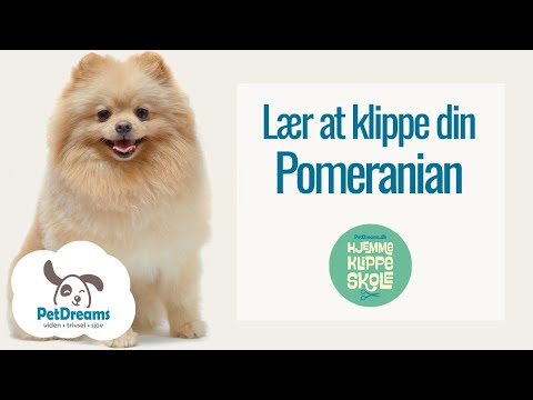 Pomeranian Hundeklip - Lær At Klippe, Trimme & Pleje  Selv