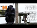 Beloved Chimp Paddy Passes Away | Season 10 Episode 11 | Full Episode | Monkey Life