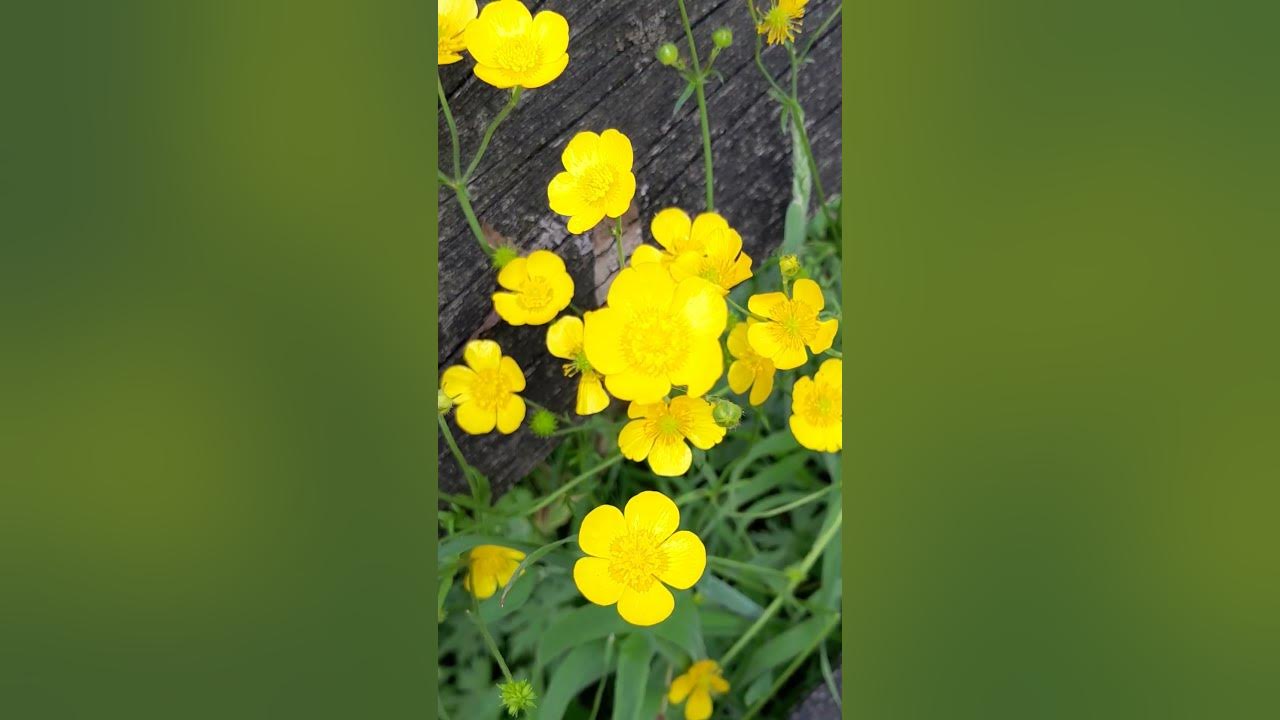 Жовті квіточки😍 - YouTube