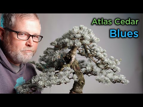 فيديو: Blue Atlas Cedar Care - دليل لزراعة شجرة أرز أطلس أزرق