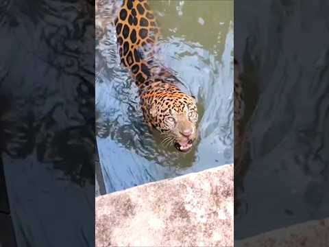 Rescuing a Jaguar Trapped in a Power Plant Canal