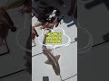 Shark finding it's way back into the sea