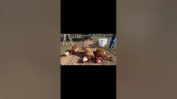 Mobile Slaughter of three miniature Herefords.