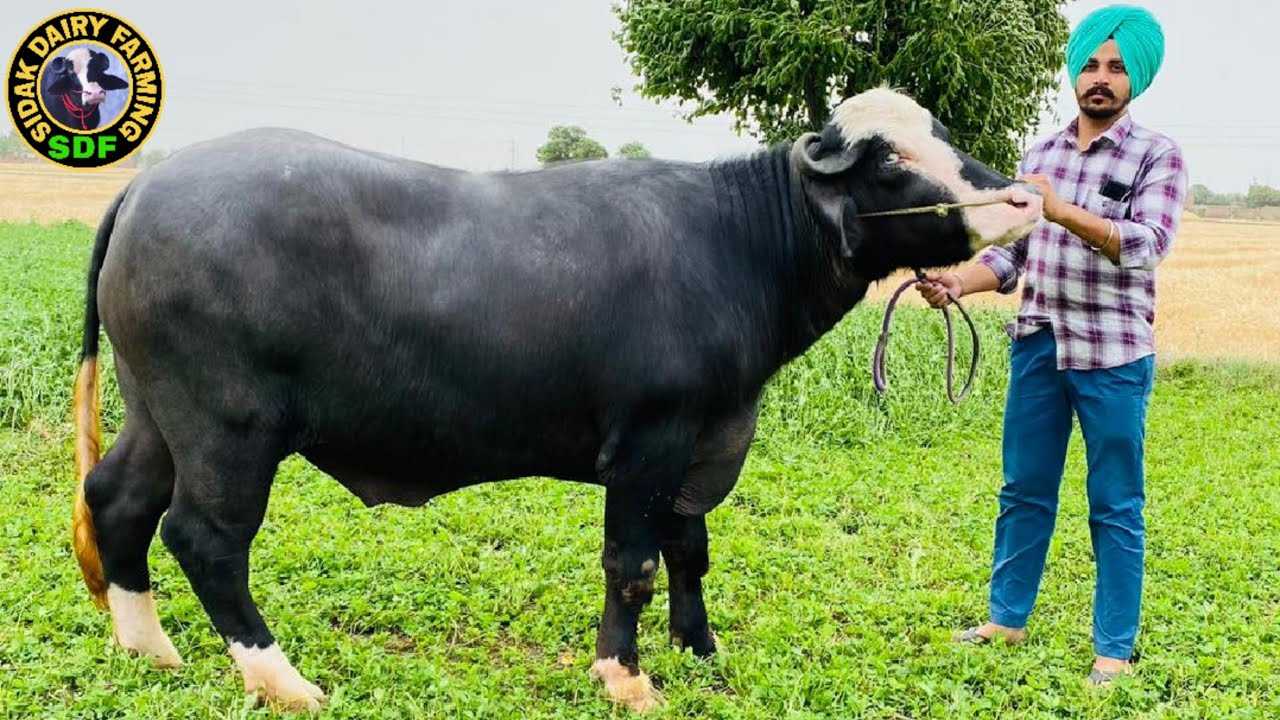 Neeli Ravi Bull for sale, ਦੇਖੋ ਮਾਲੜੀ ਸਾਹਿਬ ਵਾਲਾ ਲੰਡਾ, ਨੀਲੀ ਰਾਵੀ ਝੋਟਾ ਵਿਕਾਊ