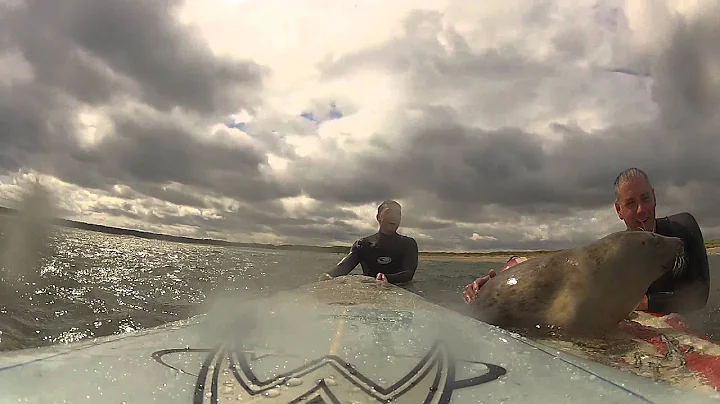 BABY SEAL comes surfing! :) matthew stanley