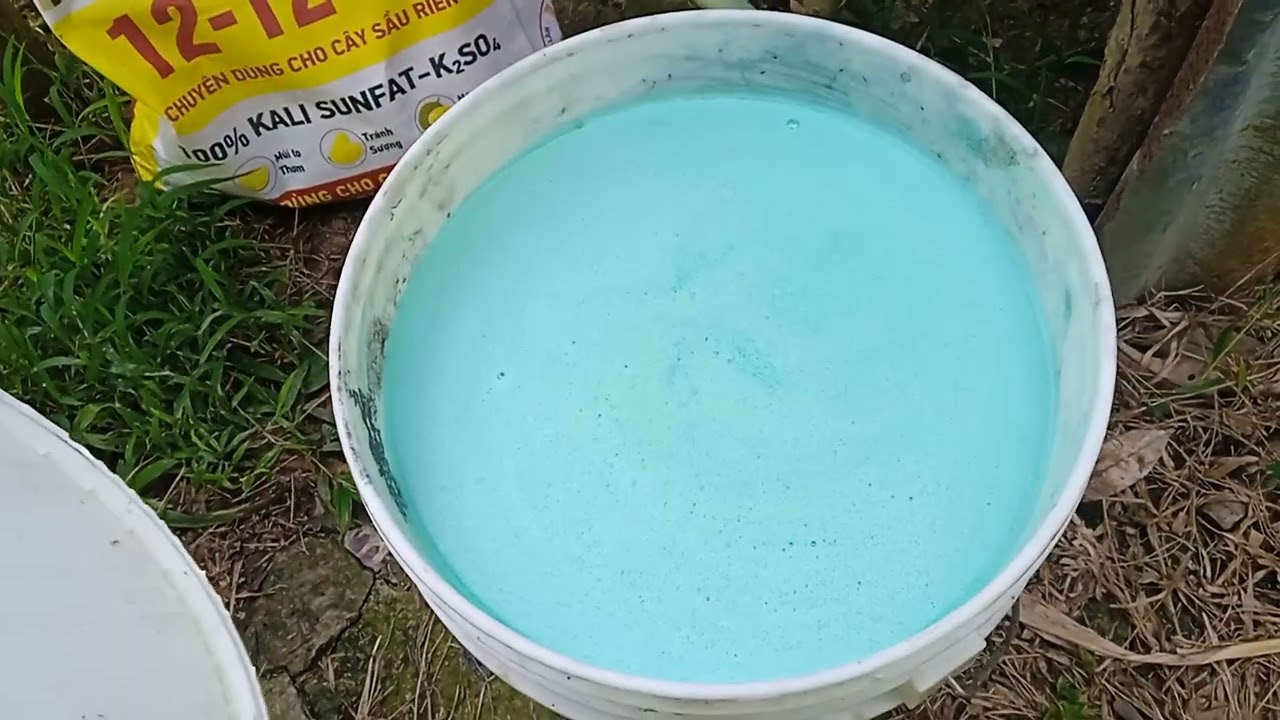 Cử tưới phân trái đầu tiên cho vườn ri6 mùng 2 tết 