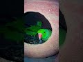 parrot sound 🫶🏻 #parrot #viral #viral #birds #survival #talkingparrot #funny #youtubeshorts