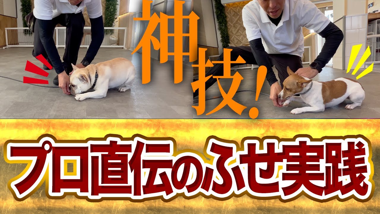 保存版】犬のフセの教え方しつけ法！誰でもできる簡単しつけ！ - YouTube