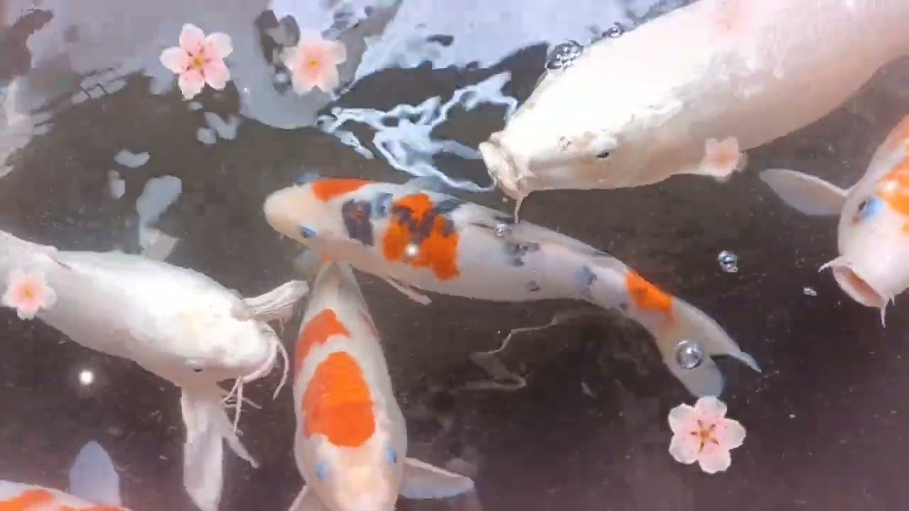 Sagana sa pagkain yan 😁🤣 