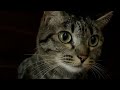 冷蔵庫係のチェック入りまーす #しゃべる猫