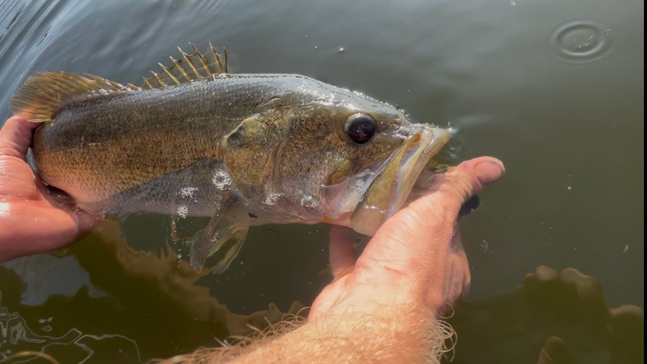 Largemouth Bass Fishing