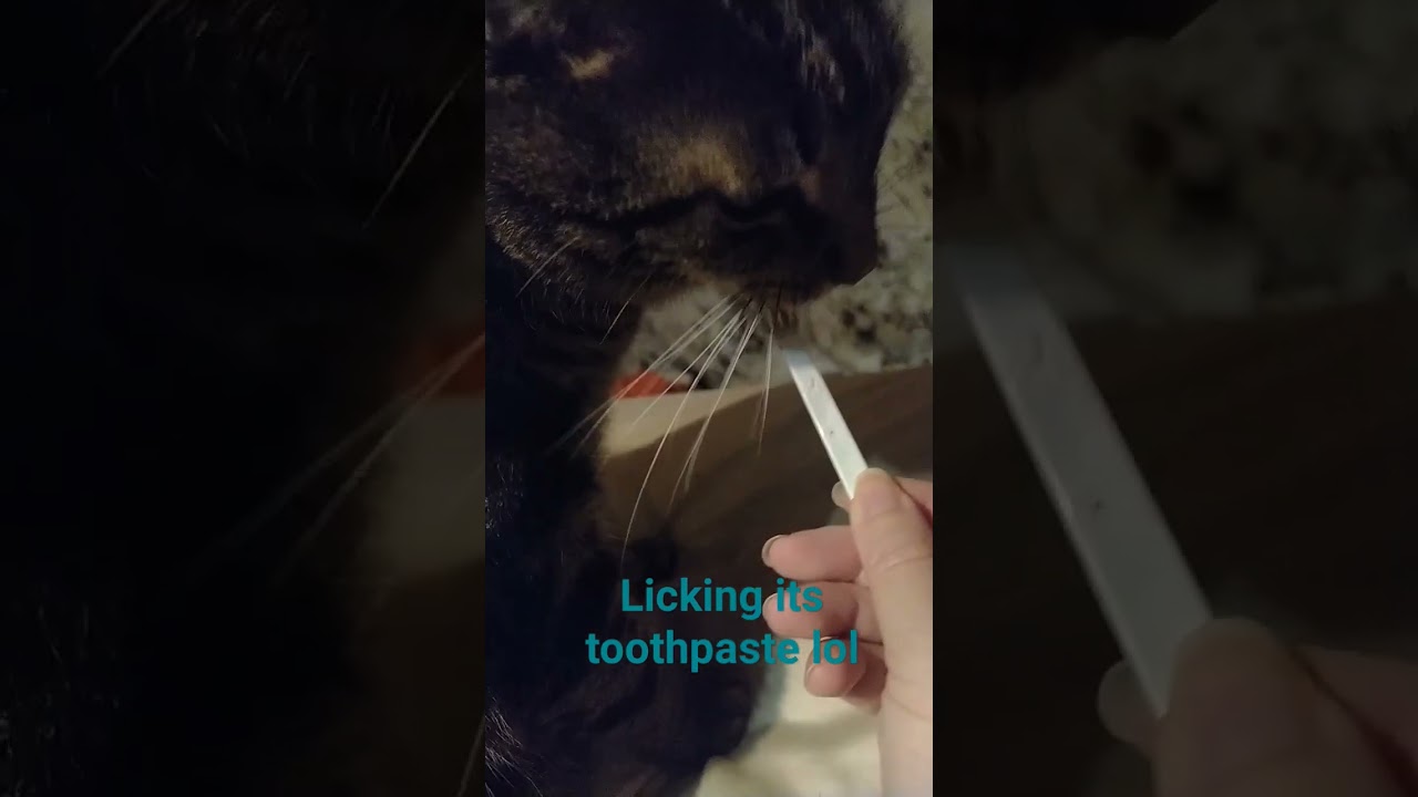 cat licking cats toothpaste. 