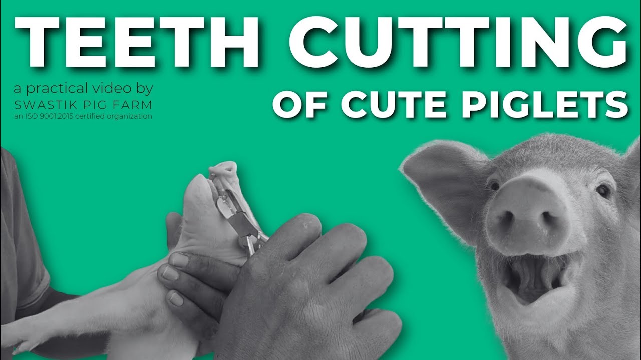 सूअर पालन practical video White Pigs ke Piglets ka teeth cutting. भारत में सूअर पालन कैसे करें