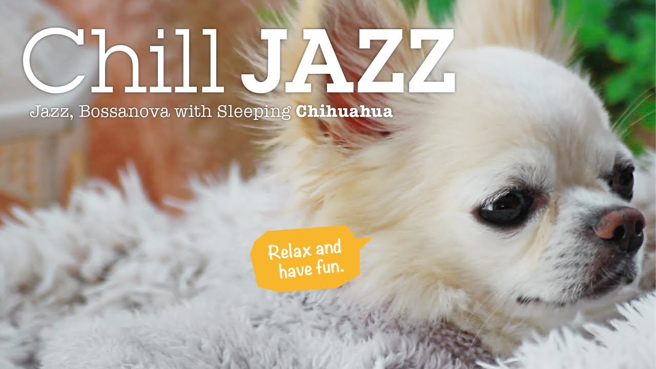 Regardez Chill JAZZ, Bossa Nova Music with Sleeping tiny dog【30min】｜眠るチワワとチルなジャズ。 No. 017 sur YouTube