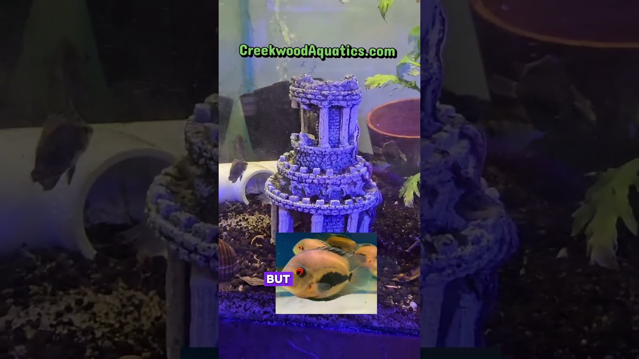 uaru cichlids in stock #fishroom #orderfishonline #smallbusinessowner #aquariumcommunity #