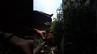 burung gereja jinak#burunggereja#burunggerejajinak#burunggerejagacor#burger