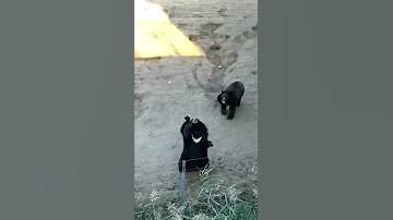 Гималайские медведи машут лапами девушке #животные #animals #shorts  #animallover #animali
