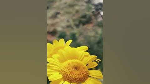 تلاوة جميله لآيات من سورة آل عمران يتلوها القارئ أنور الشمري