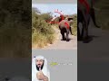 Suddenly A Ferocious Tiger Launches A Lightning Attack On The Elephant Trainer In A Breathtaking 