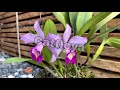Cattleya flower blue purple (Tuấn Phạm)