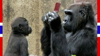 Kratka Epizoda Za Xbox Original