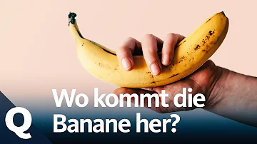 Wo kommen die besten Bananen her?
