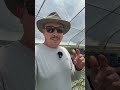 The Secret to Propagating Green Fig Cuttings