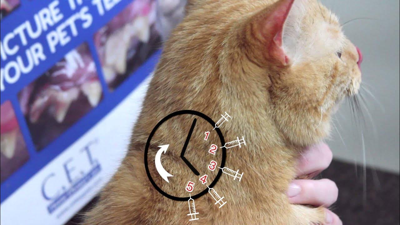 Где холка у котенка фото How to Give Insulin Injections to Diabetic Pets - YouTube