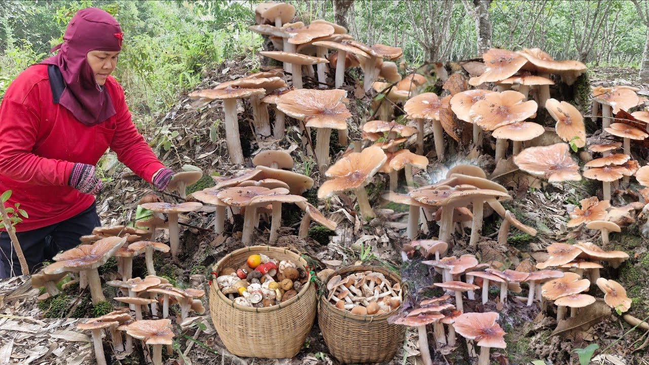 ป้าด!!เข้าหมายเก็บเห็ดผึ้งรวมกำลังหมานเต็มตะกร้ามาเจอเห็ดปลวกไฟเกิดเต็มโพนๆเดียวล้นตะกร้า 3/ตค/68