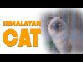 Himalayan Cat :  Characteristics & Facts の動画、YouTube動画。