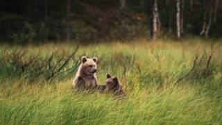 Summer In Ruka-Kuusamo
