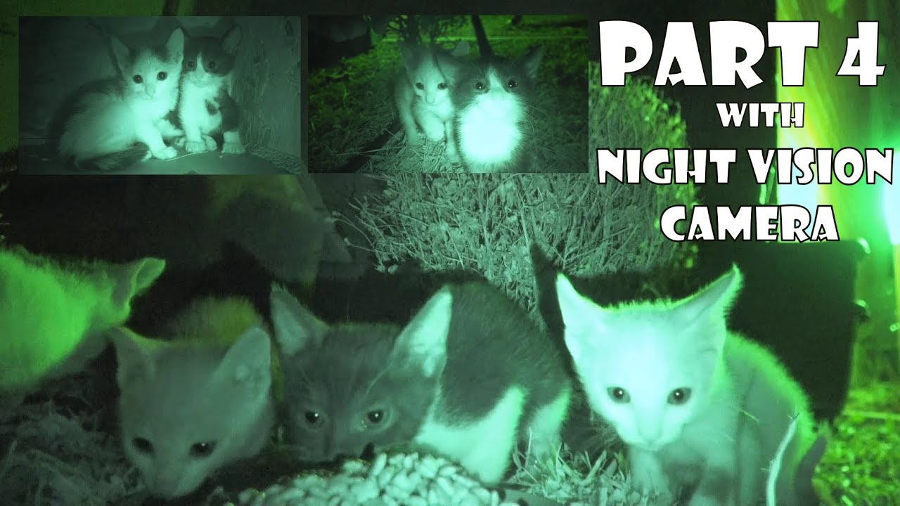 Мамы котят пропали без вести. Я, должно быть, какое-то время их мать. Часть 4: Ночная камера