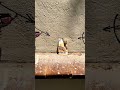 Papel – street art video Barcelona, arte urbano, street artist Barcelona